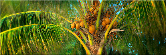 466 Coconts