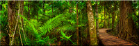 766 Daintree Rainforest