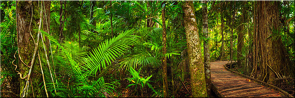 766 Daintree Rainforest