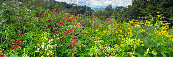 1002 Late Bloomers