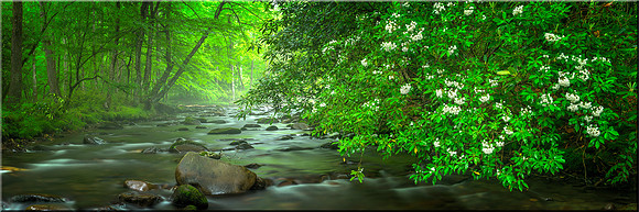 1041 River in Bloom