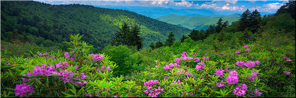 1051 Bloom with a View