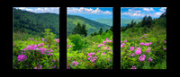 1051T Bloom with a View