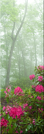 703 In Full Bloom
