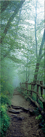 285 Into the Mist
