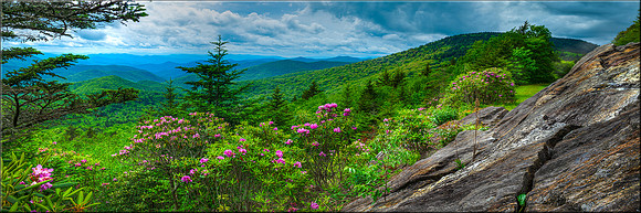 1964 Appalachian Rhododendron