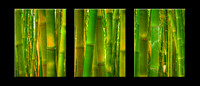 769T Bamboo