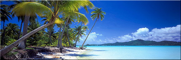 130 Tropical Paradise