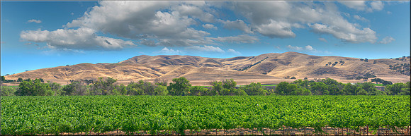 1235 Paso Robles Vineyard