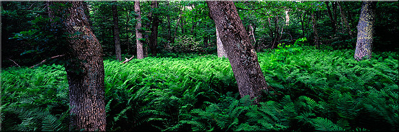 176 Ferns