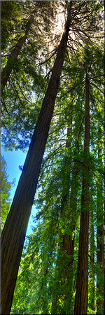 1188 Muir Woods