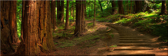 1184 Muir Woods