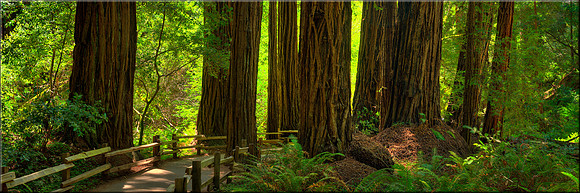 1187 Muir Woods