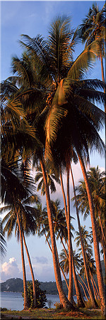 217 Paradise Palms