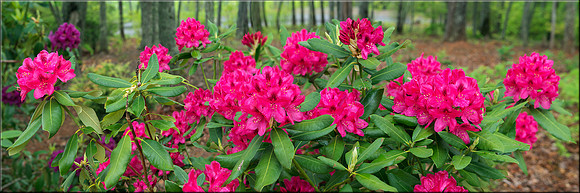 1308 Rhododendrons