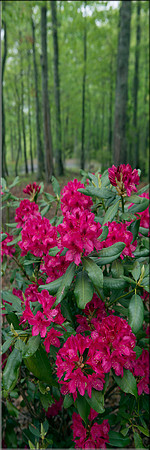 1310 Rhododendrons
