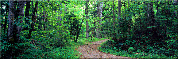 274 Walk in the Woods
