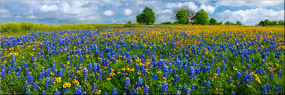 1431 Field of Dreams
