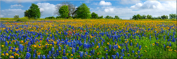 1430 Wildflower Delight