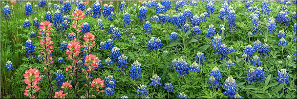 1421 Paintbrush and Bonnets