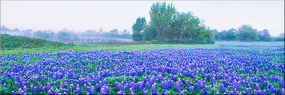 1424 Purple Haze