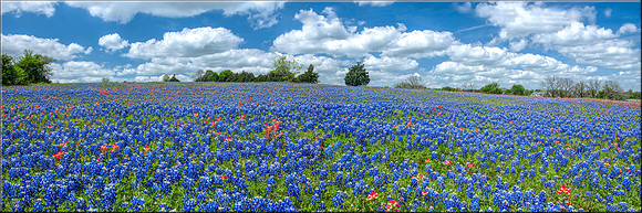 1428 Bluebonnets Forever
