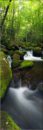 1456 Roaring Fork