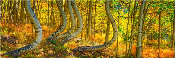 1524 aSpens