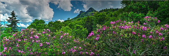 1716 Grandfather Rhododendrons