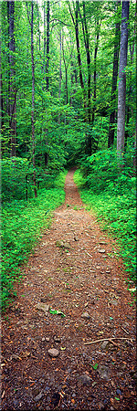 279 Forestwalk