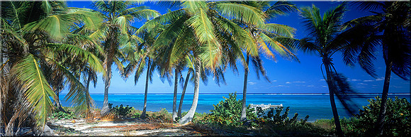 256 Caribbean Blue