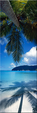 330 Caribbean Dreams