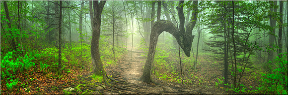 1610 Keeper of the Forest