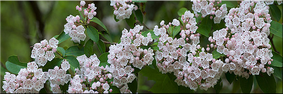 479 Mountain Laurel
