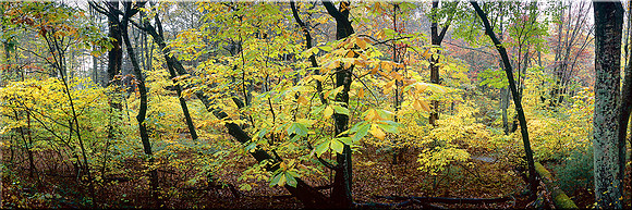 363 Colors of Fall