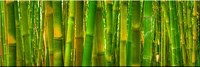 769 Bamboo