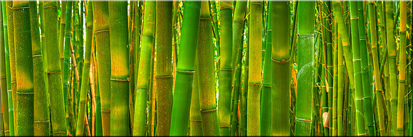 769 Bamboo