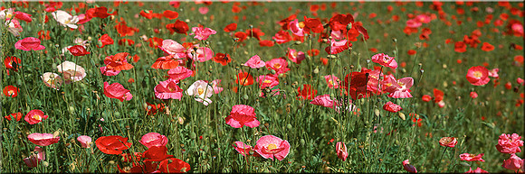 180 Poppies