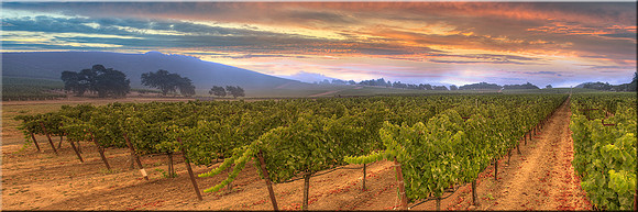 930 Wine Country