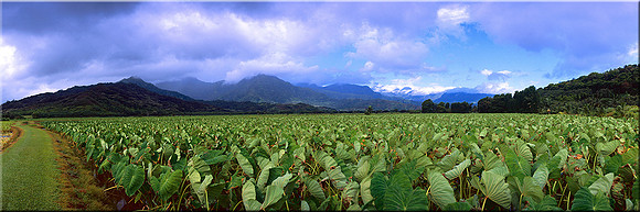 387 Hanalei Valley