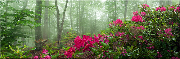 701 Colors of Spring