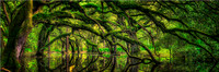 CC138 Reflections of Oak Garden