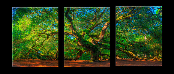 1483T Angel Oak