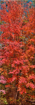 640 Legends of Fall