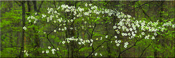 976 Dogwoods in the Rain