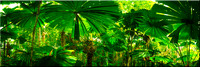 765 Fan Palms Daintree sharp