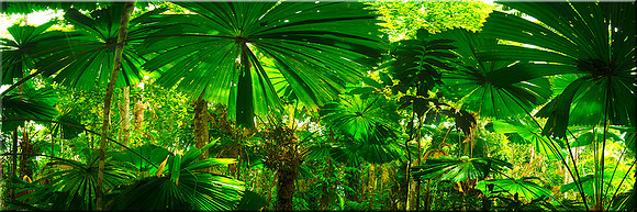 765 Fan Palms Daintree sharp