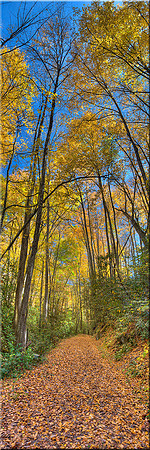 642 Forest Cathederal