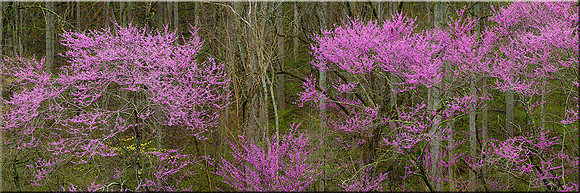 975 Redbuds
