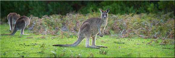 898 Kangaroo